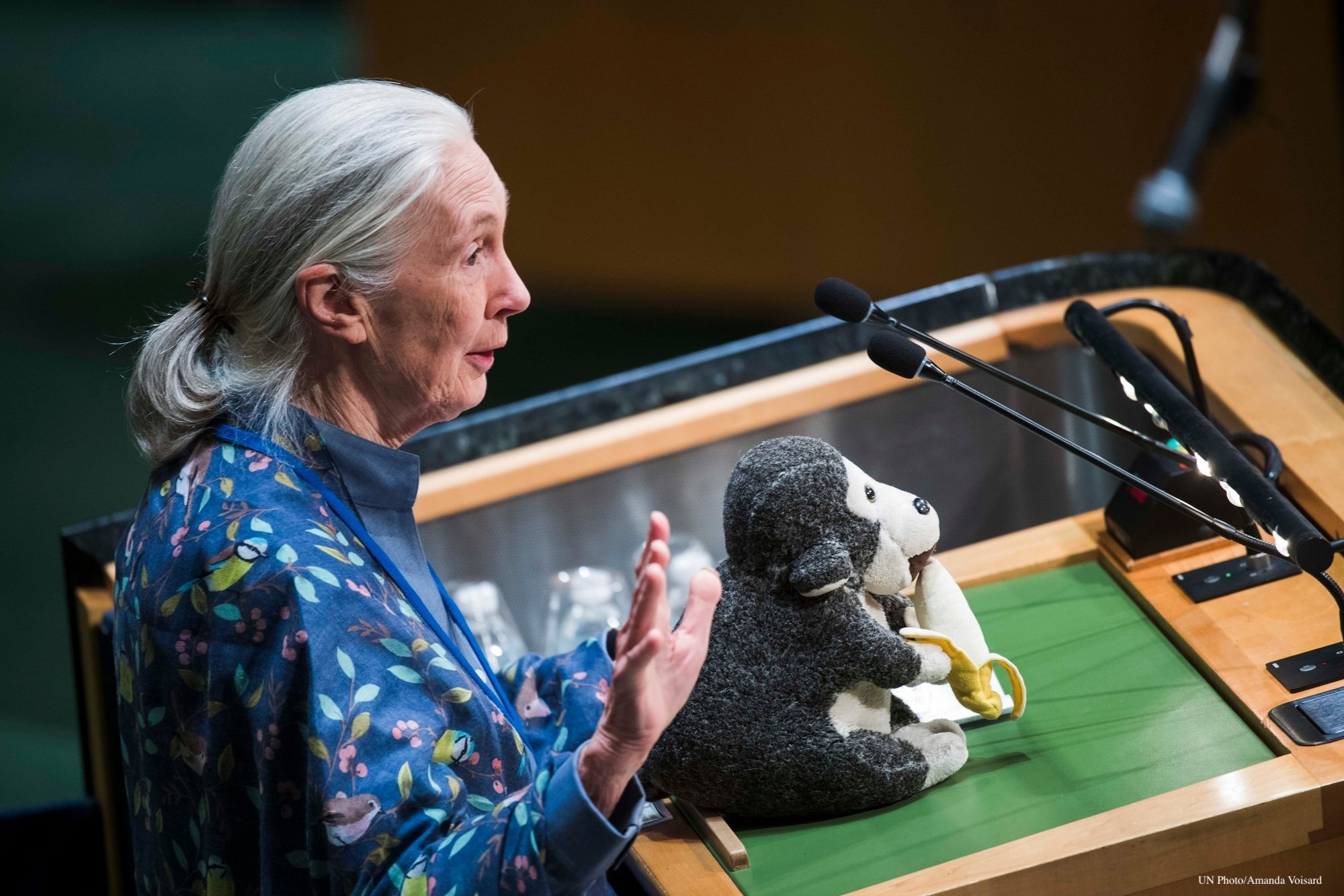 Jane Goodall, 90 años estudiando a los chimpancés para entender mejor al ser humano