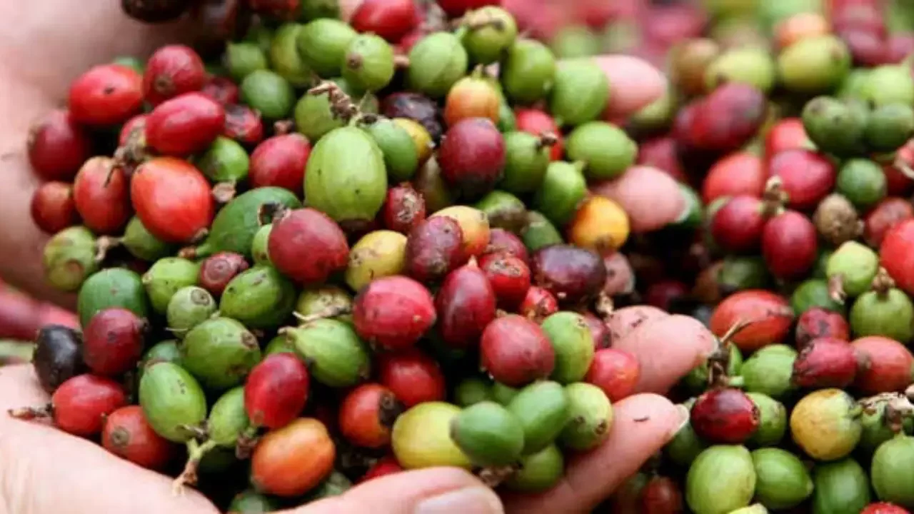 Café Arábica: científicos obtienen un genoma de referencia que brinda mayor calidad de grano