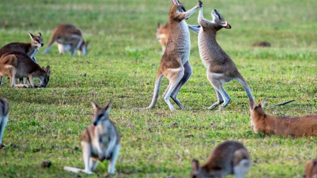 canguros Australia