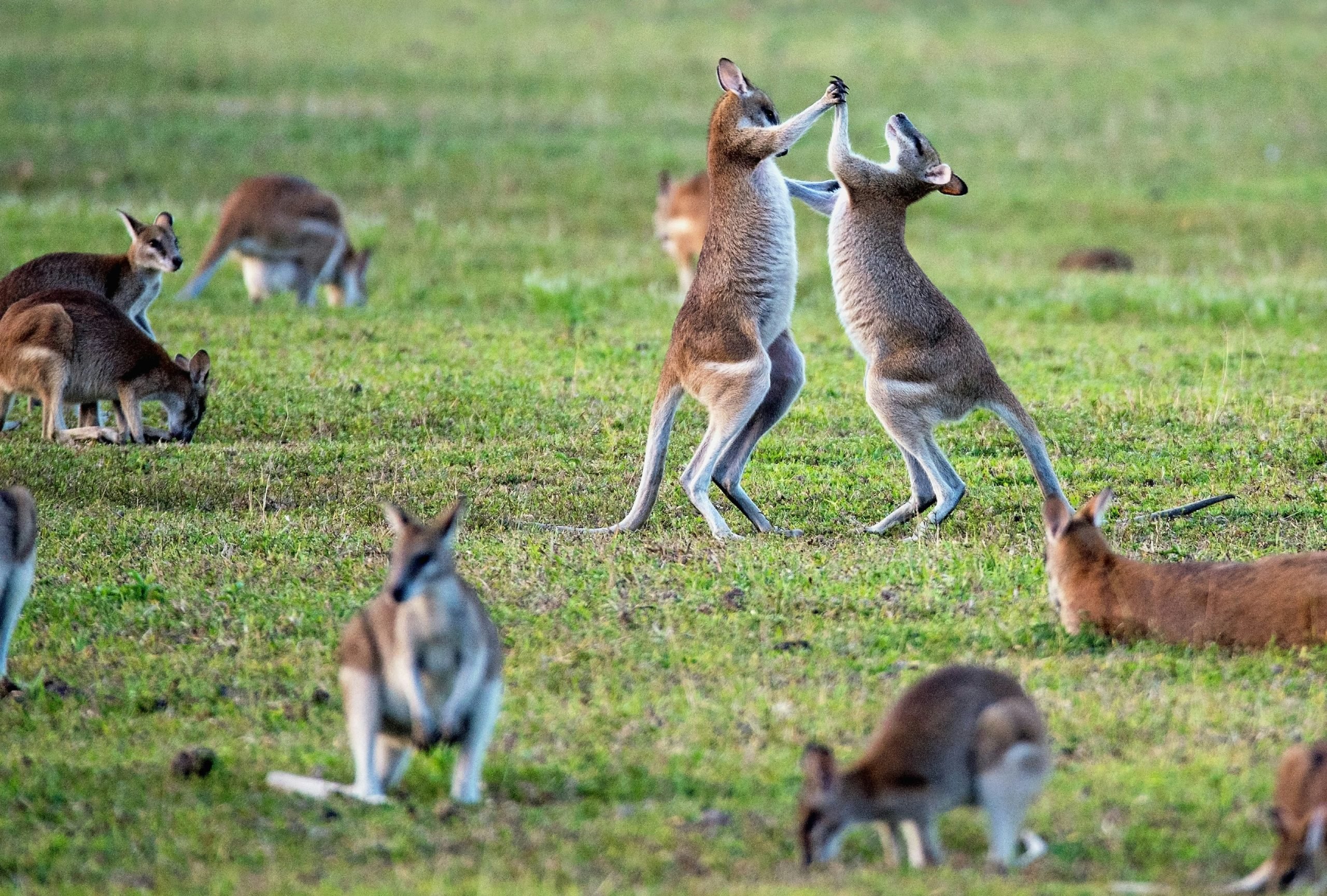Identifican a tres especies de canguros gigantes que habitaron Australia hace 40,000 años