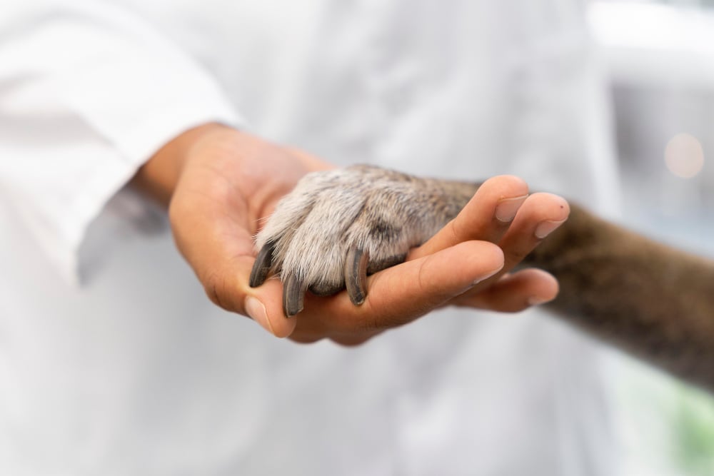 ¿Qué es y cuánto cuesta la terapia asistida por animales?