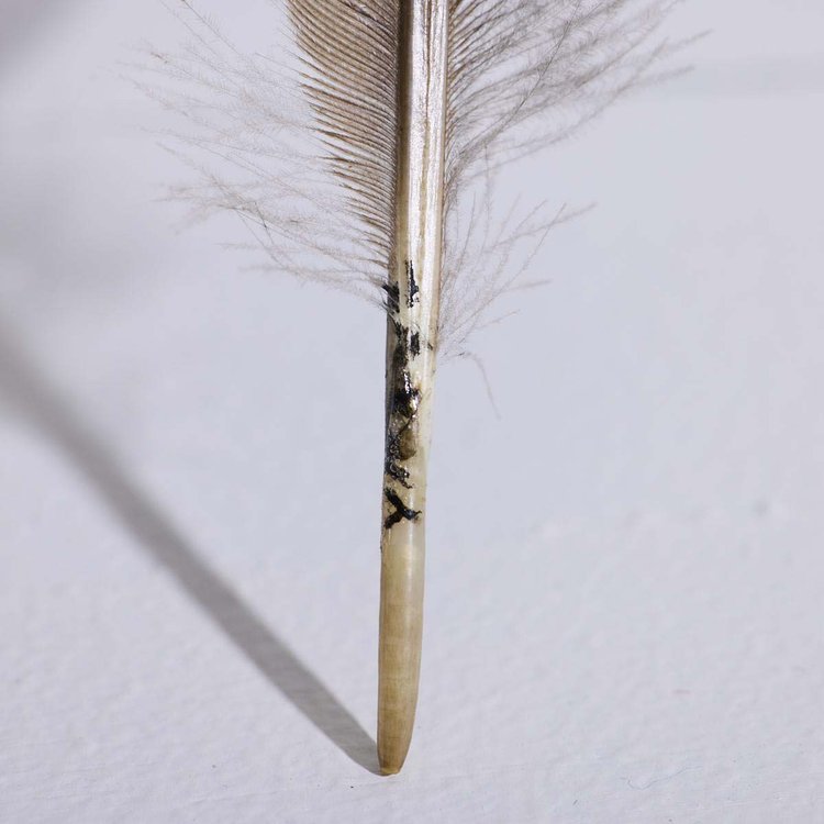 pluma 
