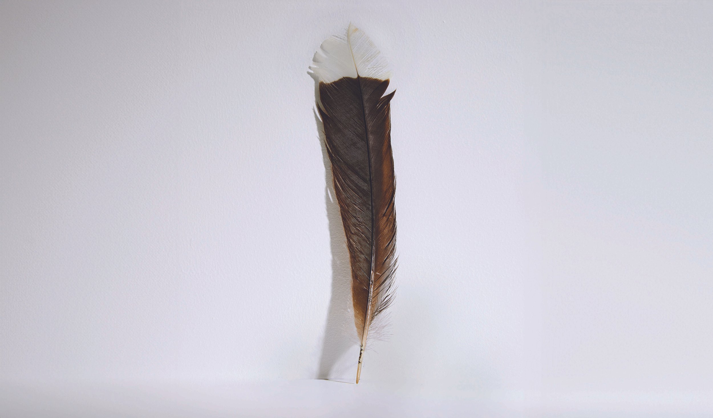 Pagan más de 28,000 dólares por una pluma de un ave extinta; la más cara del mundo