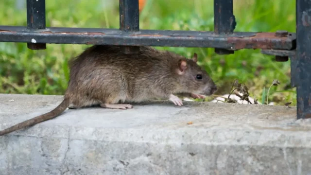 Nueva York-ratas