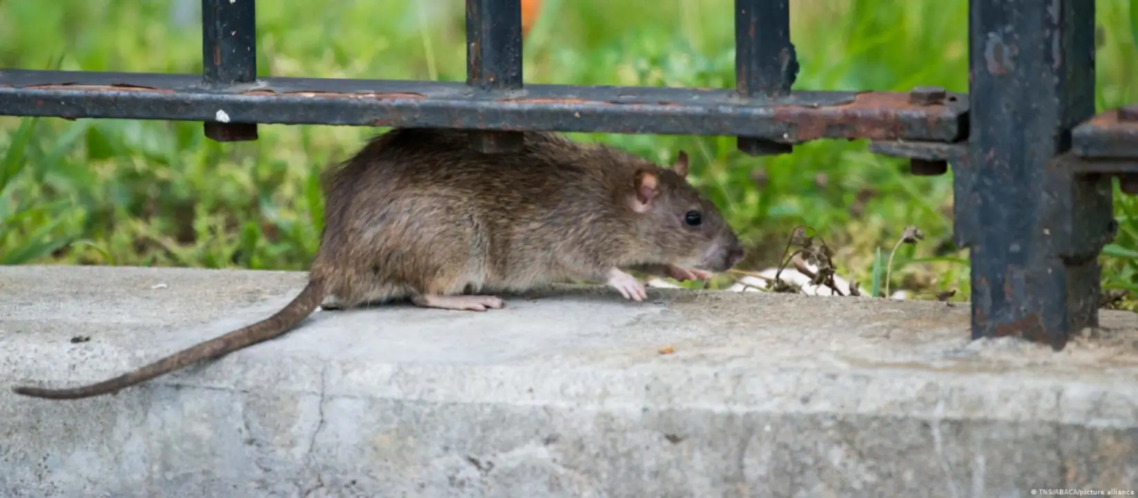 Nueva York convoca una cumbre nacional sobre ratas urbanas para septiembre