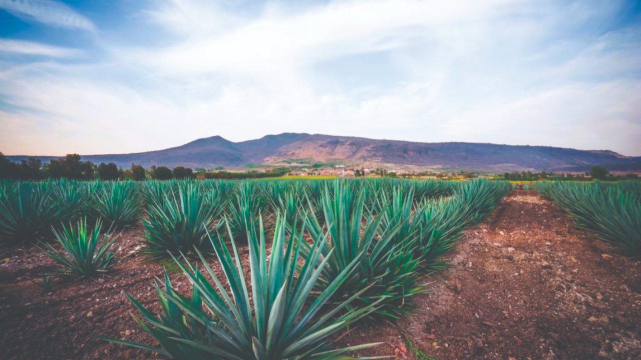La evolución del tequila cristalino