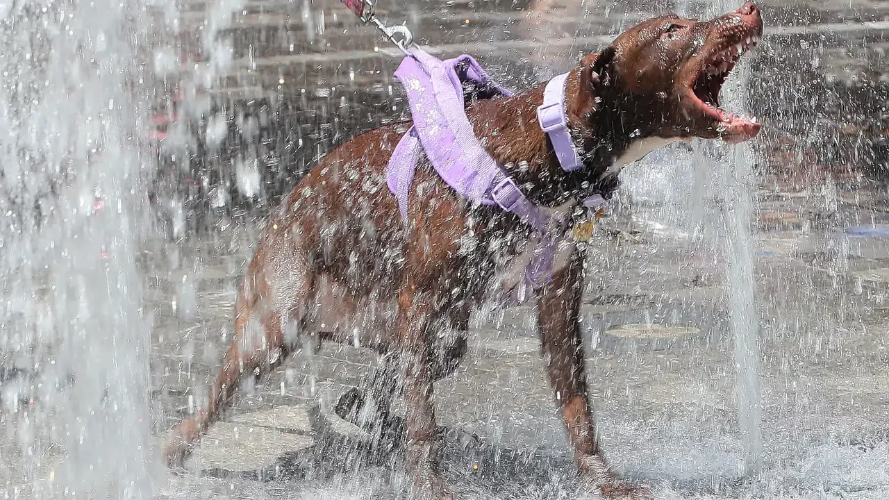 La onda de calor en México supera los 40 grados en 28 de los 32 estados