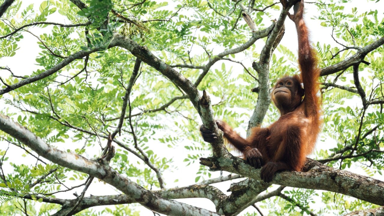 Orangután usa planta medicinal para curar una herida e intriga a científicos