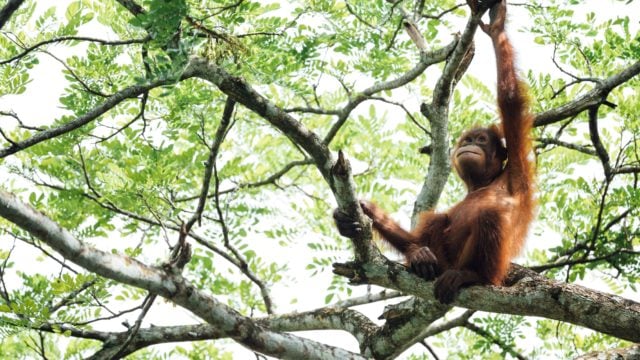 orangután planta medicinal