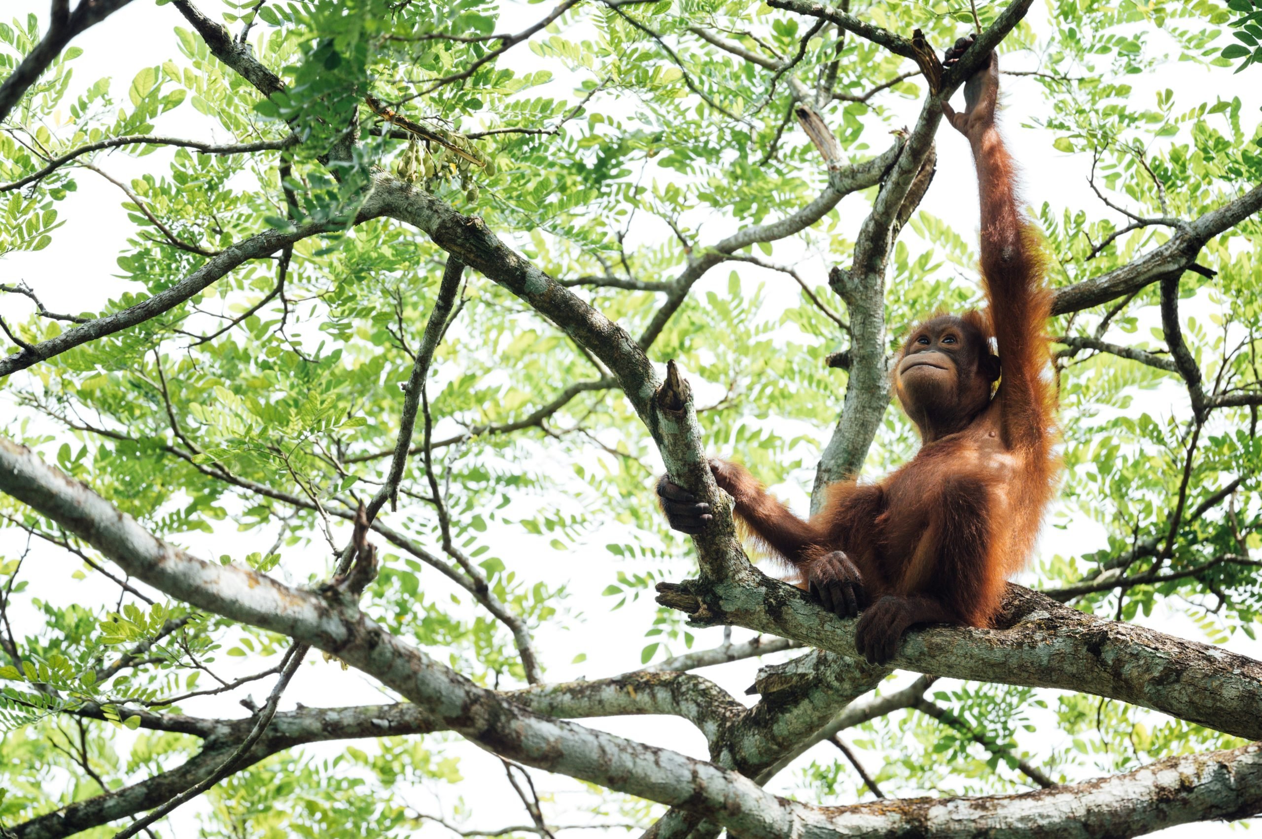 orangután planta medicinal Chimpancés