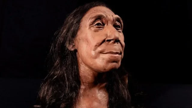 neandertal-craneo