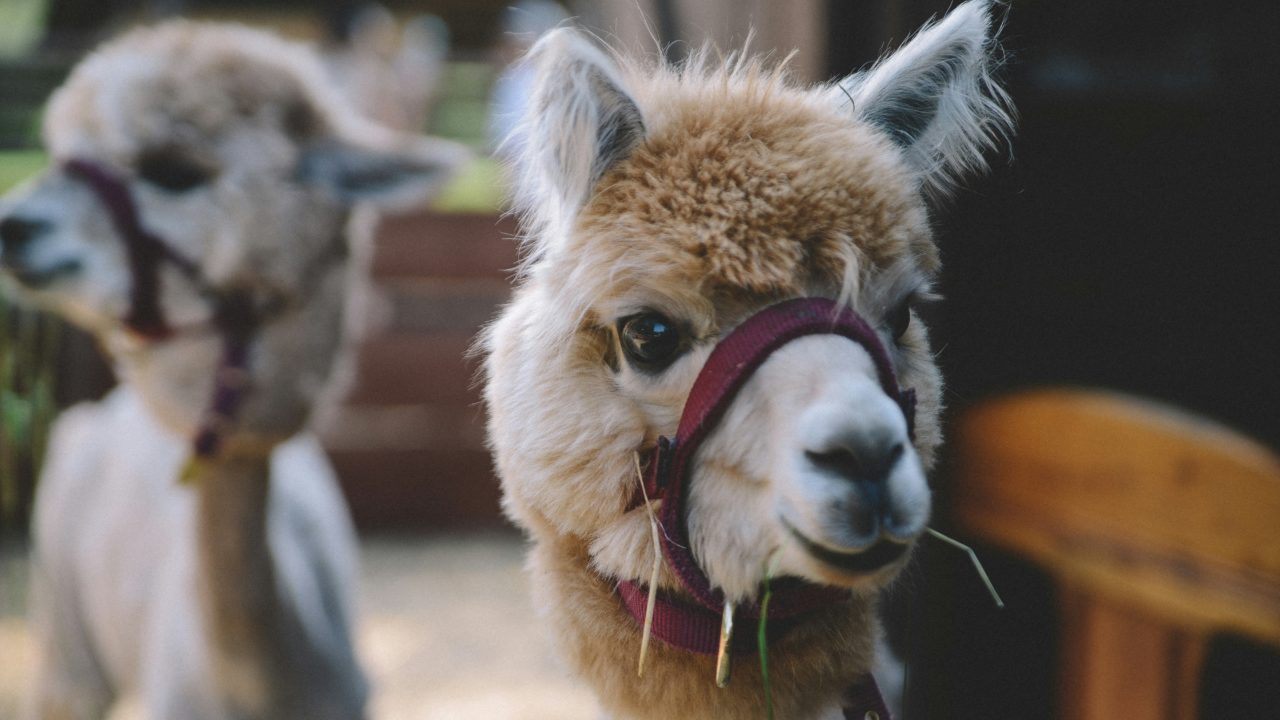 Detectan por primera vez en una granja de EU alpacas infectadas con gripe aviar