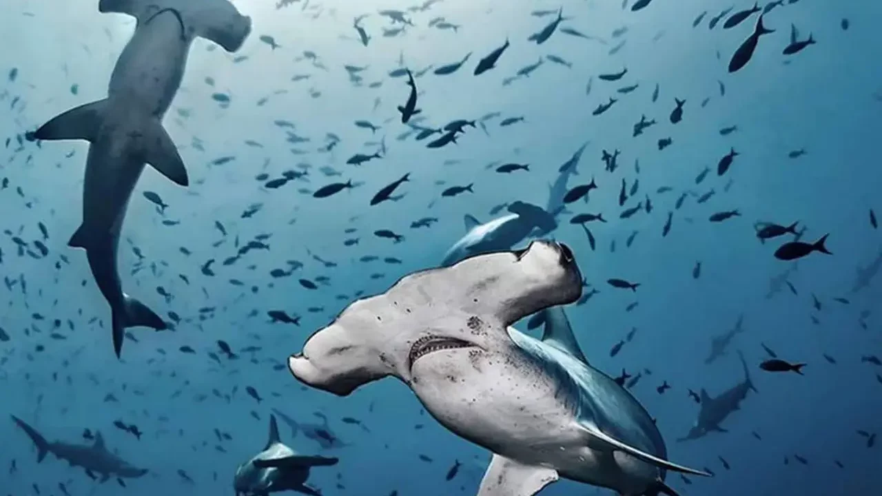 Científicos descubren posible ‘guardería’ de tiburones martillo en Islas Galápagos