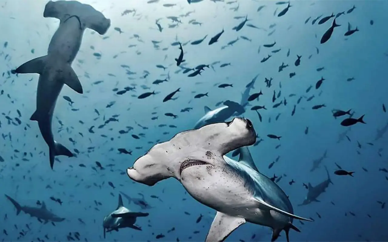 Científicos descubren posible ‘guardería’ de tiburones martillo en Islas Galápagos