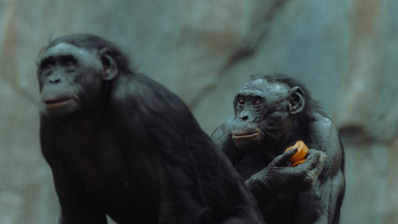 Chimpancés perfeccionan su capacidad de aprendizaje a lo largo de la vida: expertos
