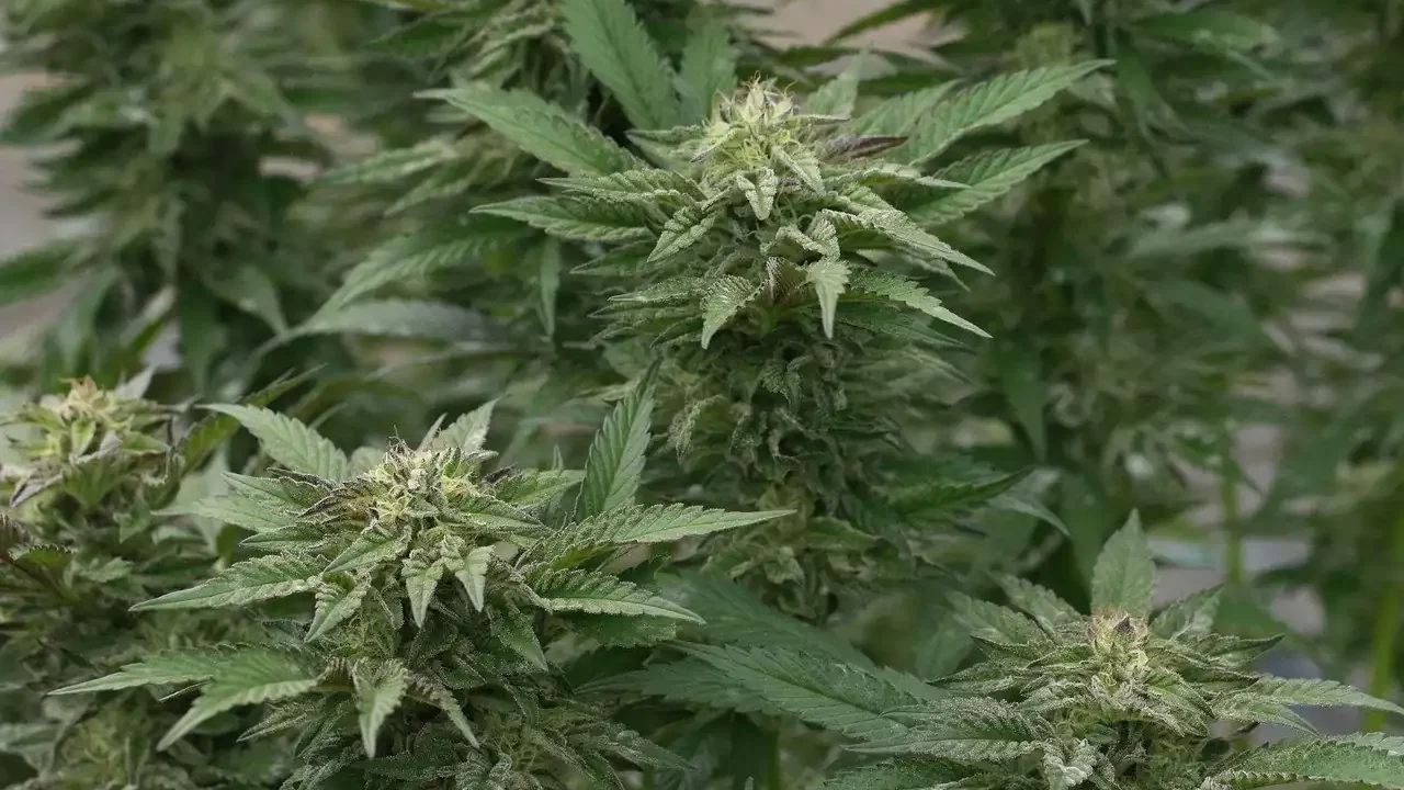 Alergia al cannabis: un fenómeno subestimado