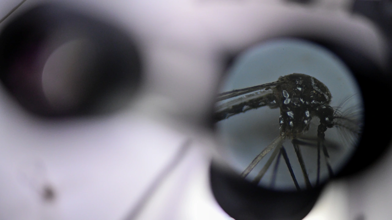 El dengue cubrirá la totalidad de México y Brasil para 2039, según un estudio