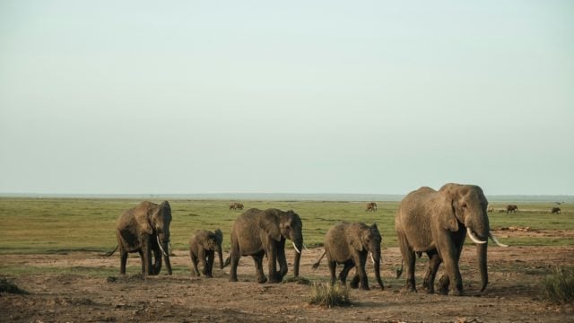 elefantes nombre manada