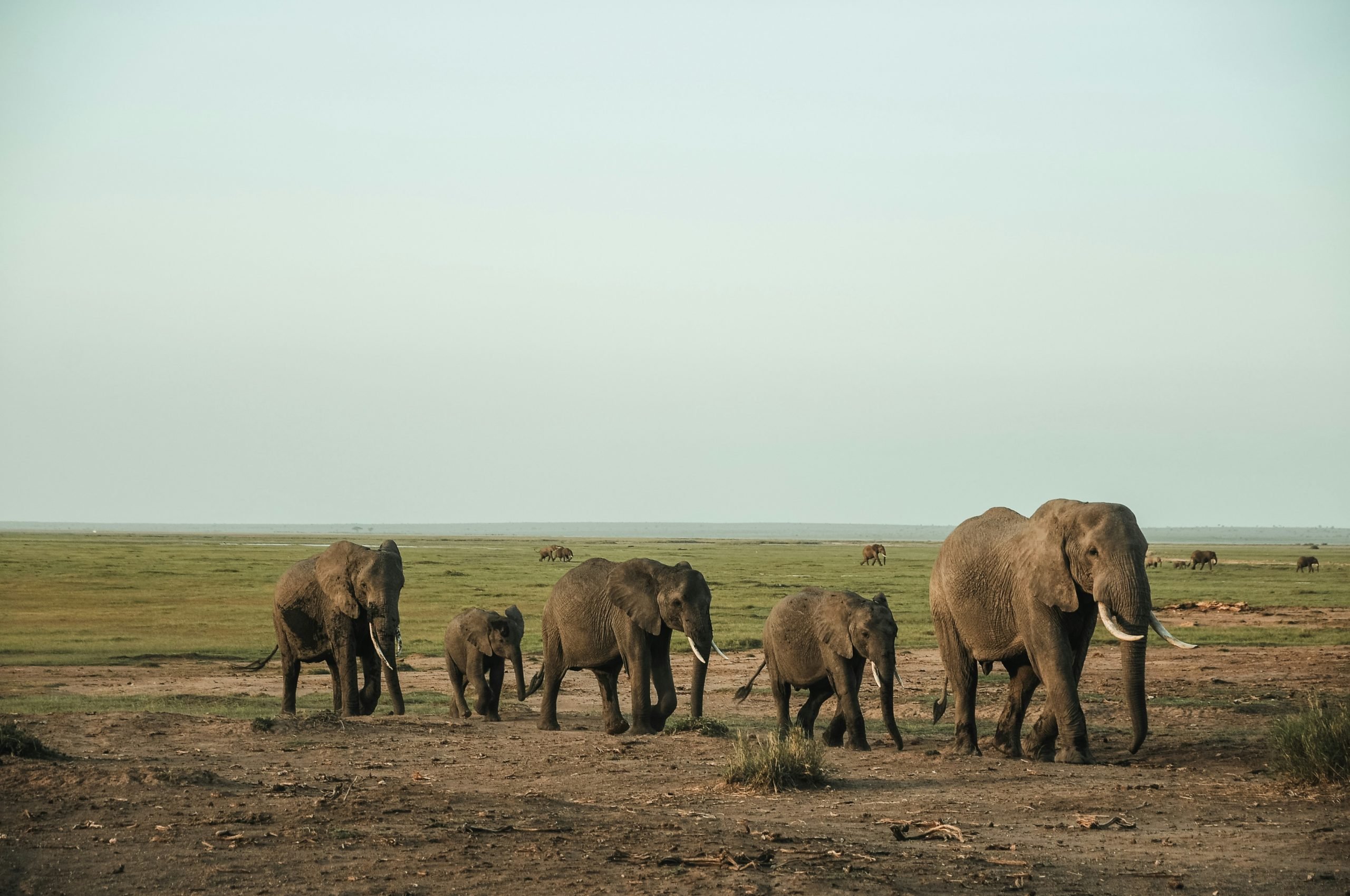 Elefantes se identifican entre sí con un nombre propio dentro de la manada: estudio