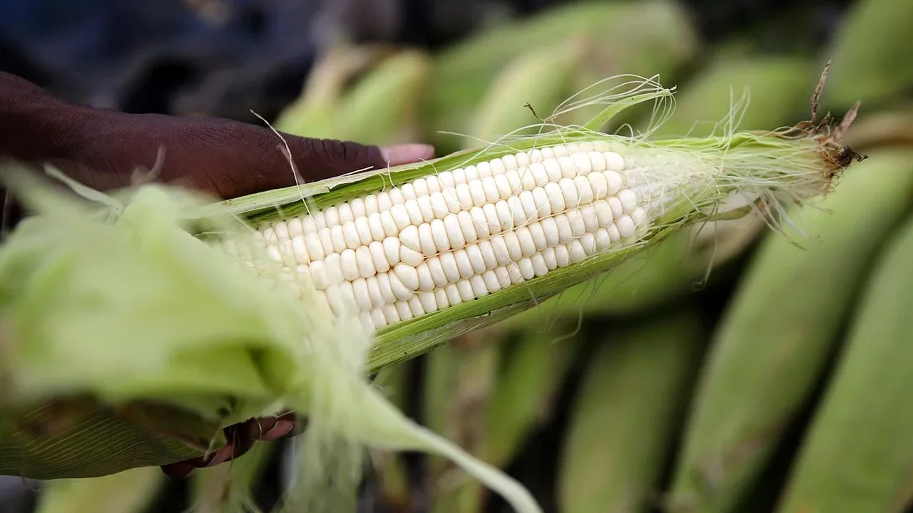 Activistas piden a panel del TMEC que defienda maíces nativos de México ante el transgénico