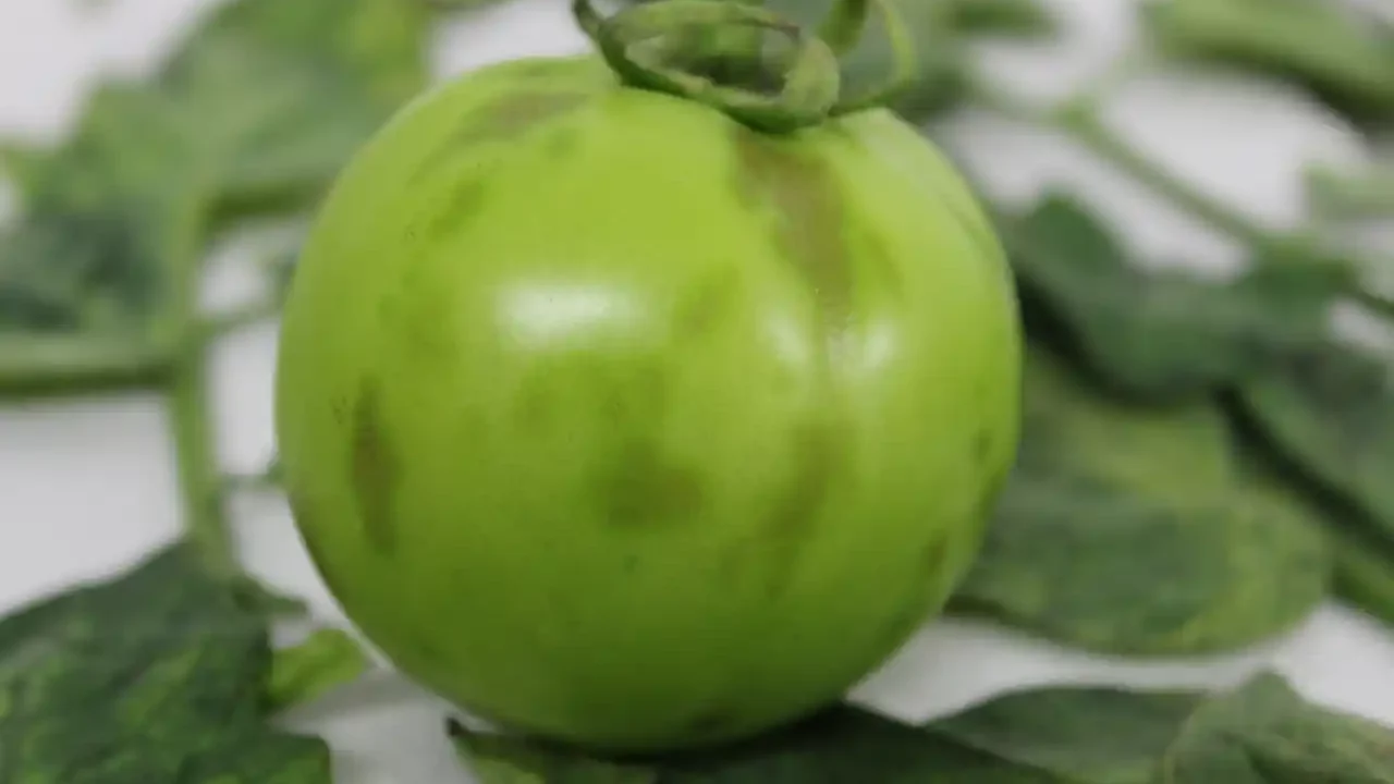 EU levanta restricciones a importaciones de tomate mexicano tras cuatro años