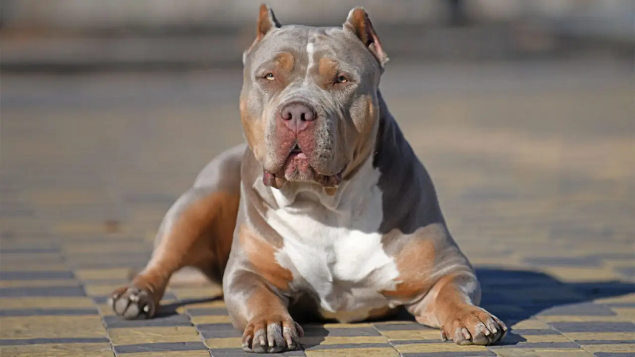 Irlanda impondrá prohibición a la raza canina American Bully XL por aumento de ataques