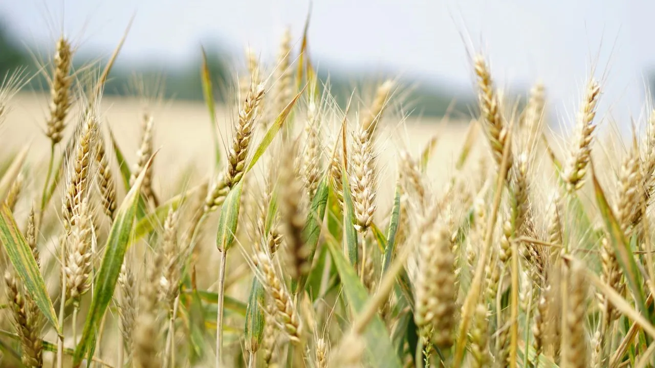Bajos precios en mercado de valores quiebra a productores de trigo en Sonora: organizaciones 