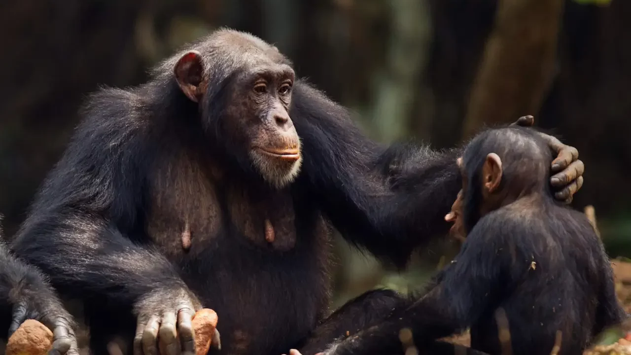 Los riesgos que enfrentan los chimpancés jóvenes al balancearse entre los árboles destacan el papel de la crianza protectora