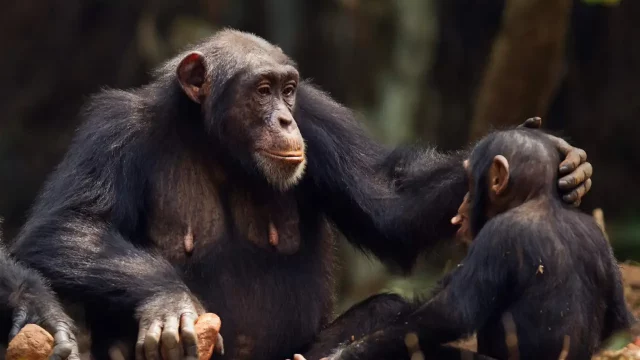 chimpancés-gestos-conversación