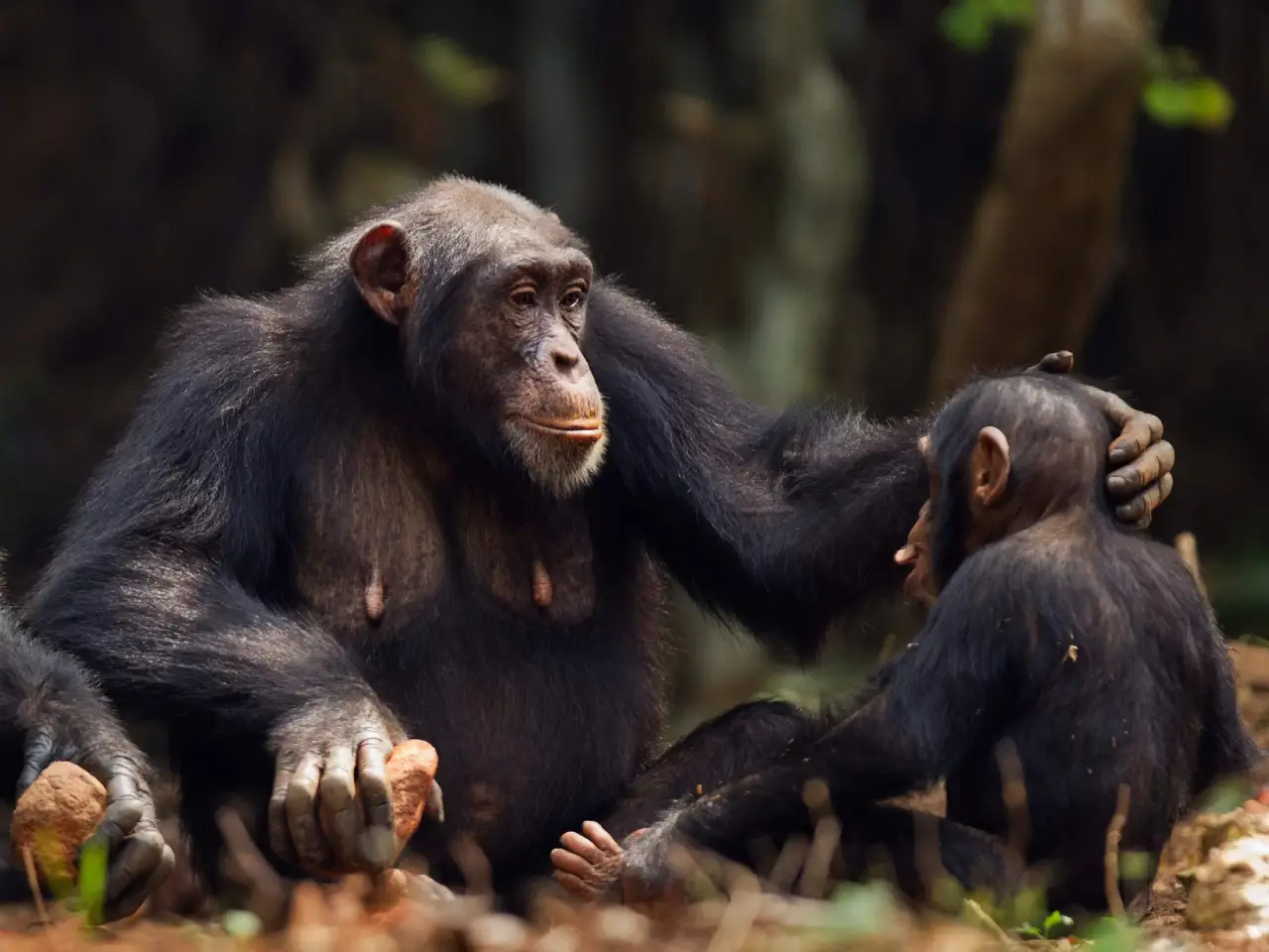 chimpancés-gestos-conversación