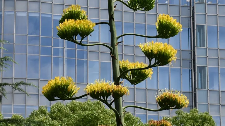 Una planta que florece una vez cada siglo abre sus flores en un parque de Tokio