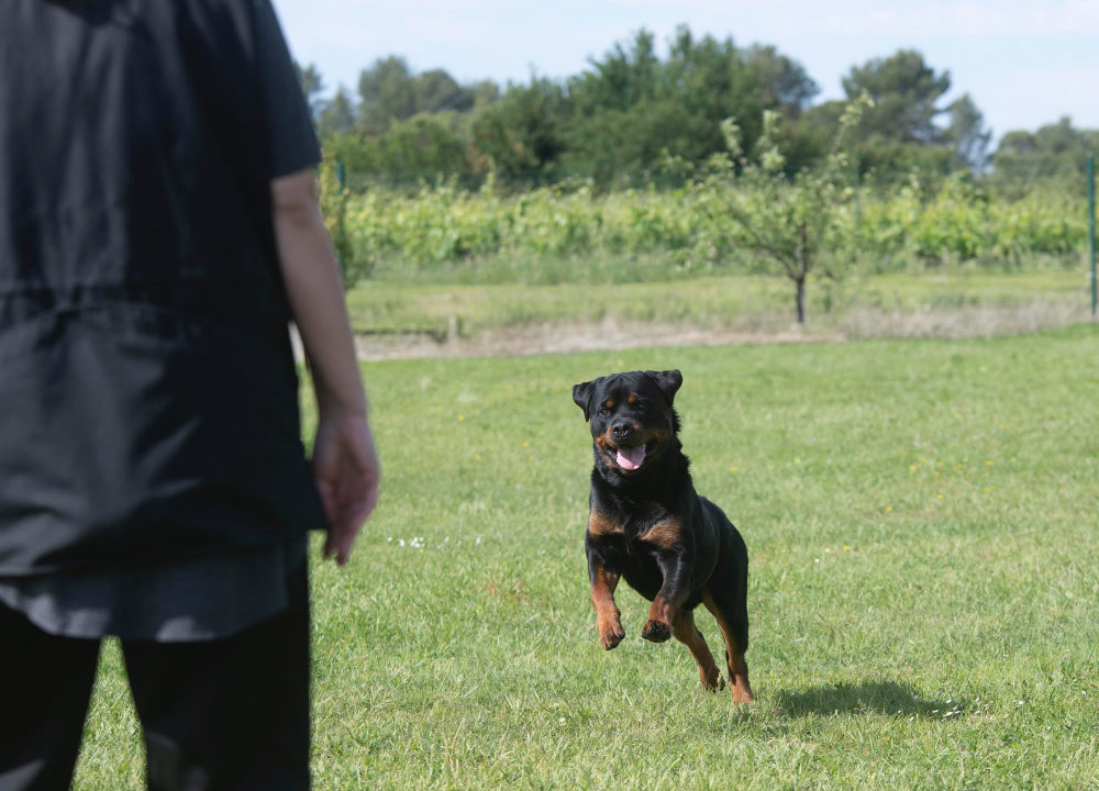 K-9 o blindaje canino, el costo de proteger a los héroes de cuatro patas