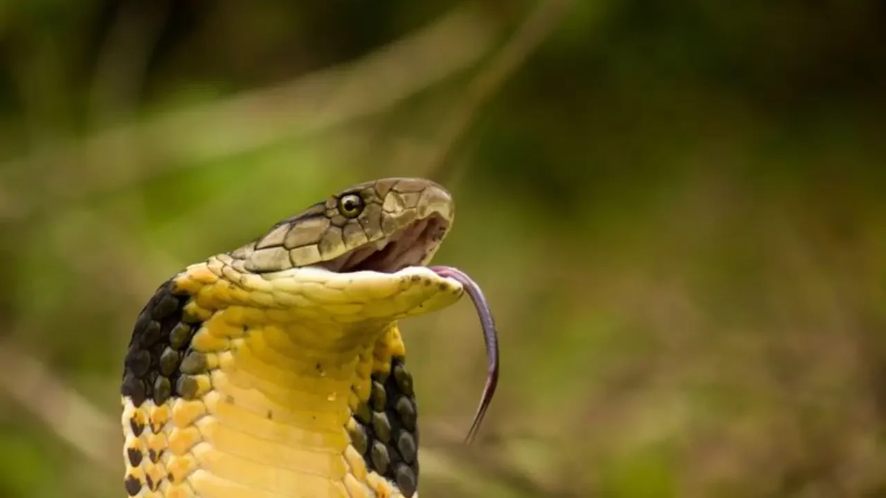 Descubren que anticoagulante común puede ser efectivo contra el veneno de cobra