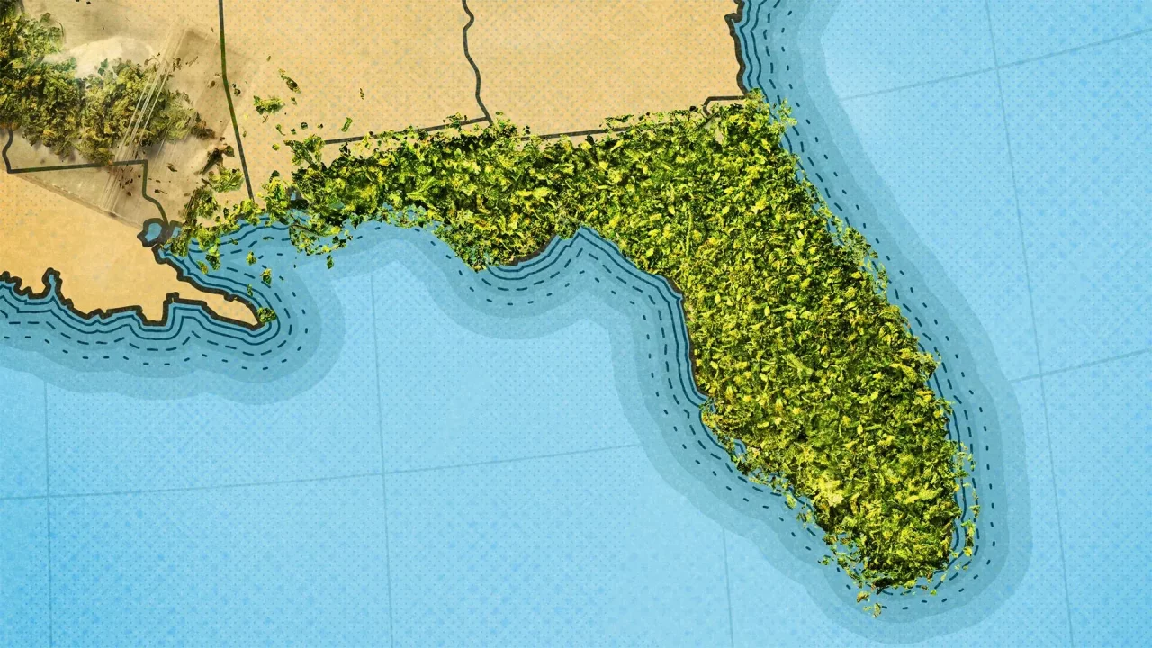 Dentro de la batalla por la legalización del cannabis en Florida