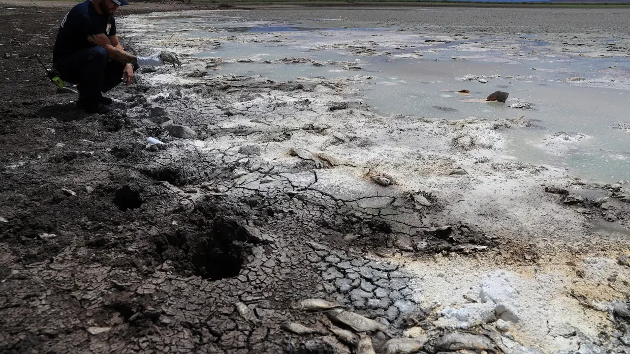 La falta de lluvia seca tres lagunas y la sequía afecta ganadería en Chihuahua