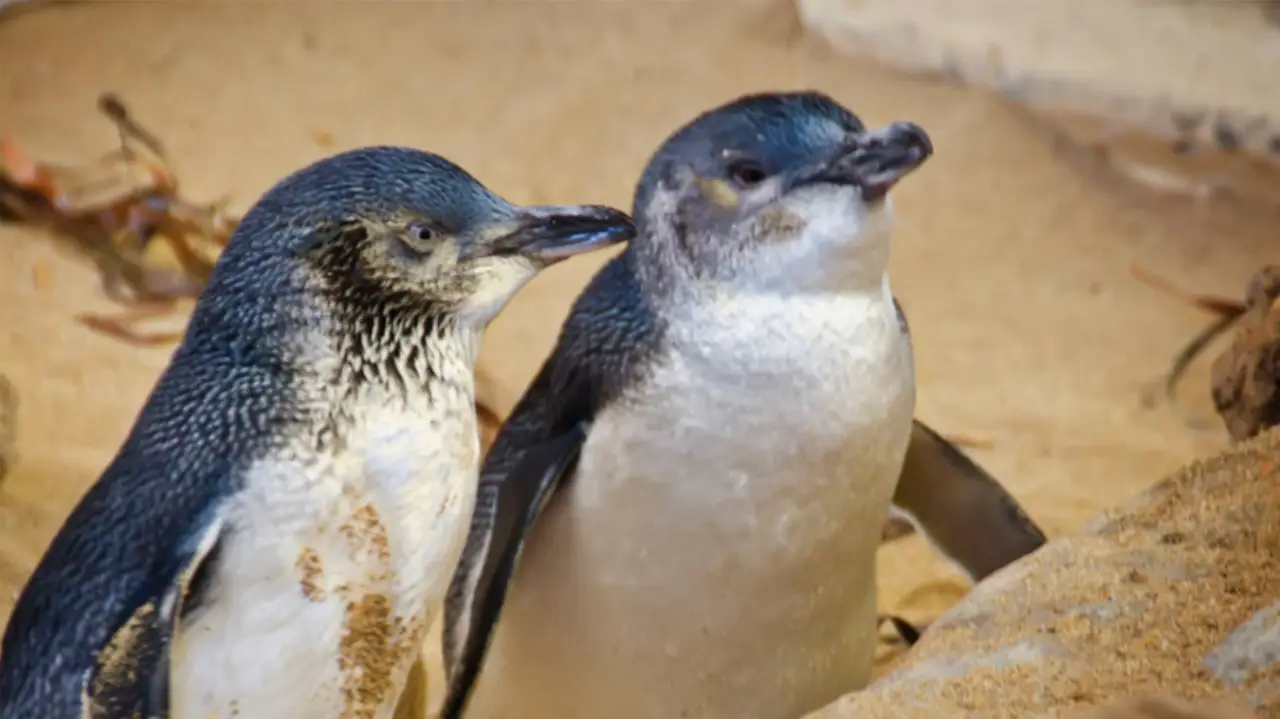 Descubrimiento de fósil en Nueva Zelanda ofrece pistas sobre la evolución de los pingüinos