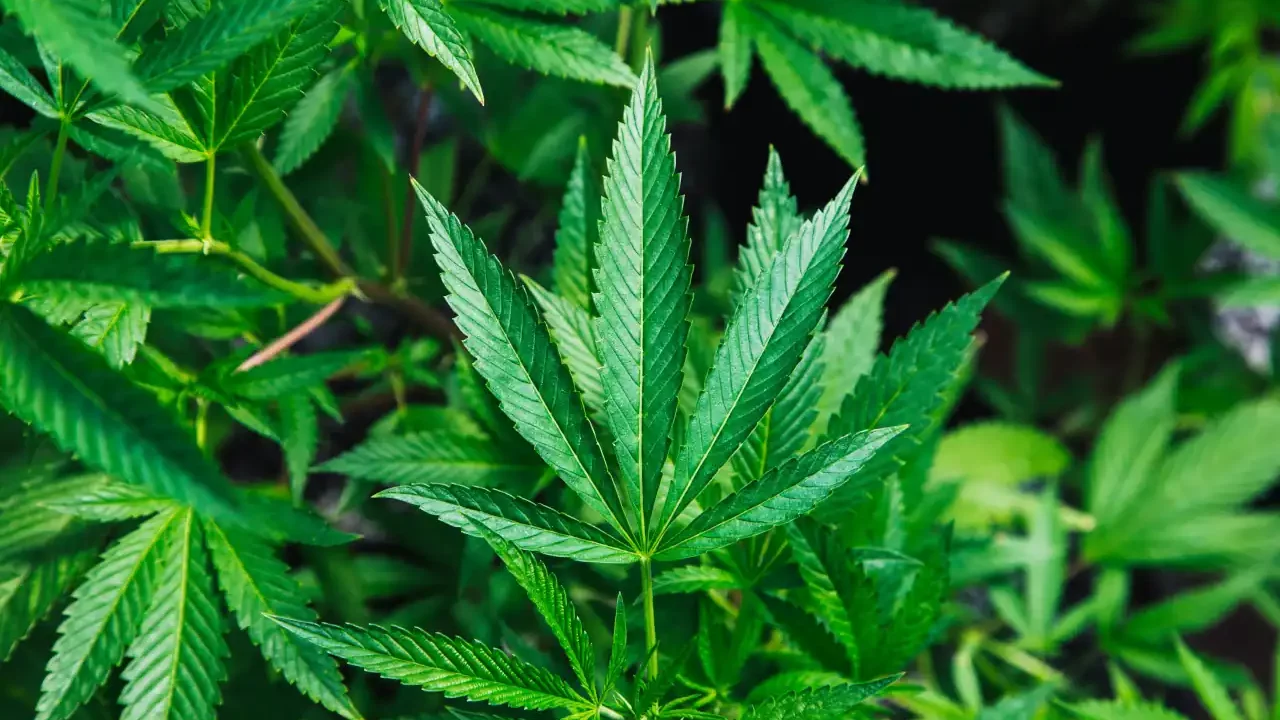 Informe Mundial sobre Drogas 2026: legalización del cannabis aumenta su consumo y potencia, dice la ONU