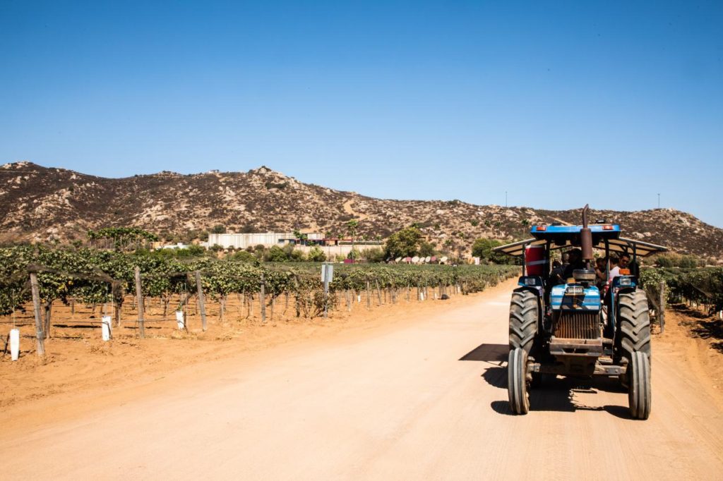 Valle de Guadalupe vino