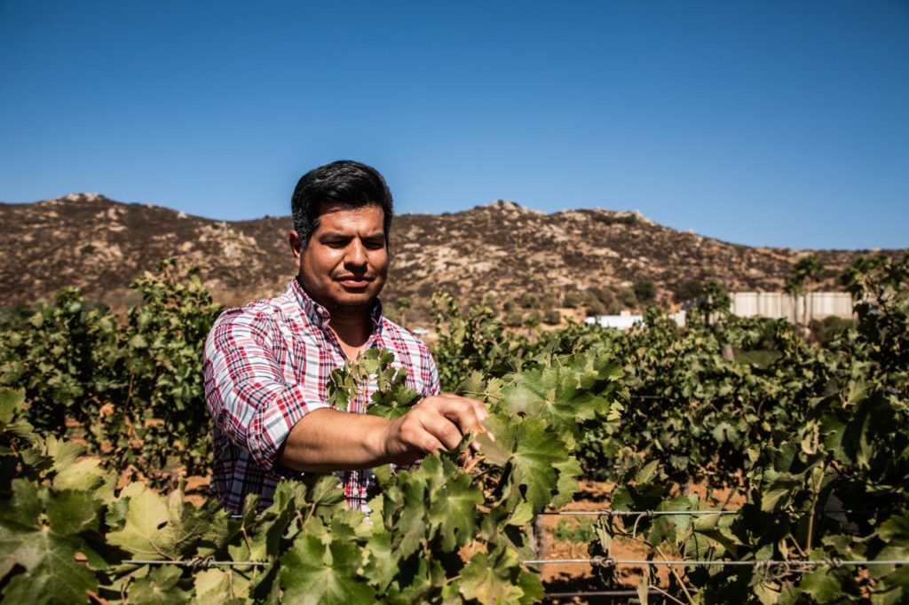Gran Ricardo vino