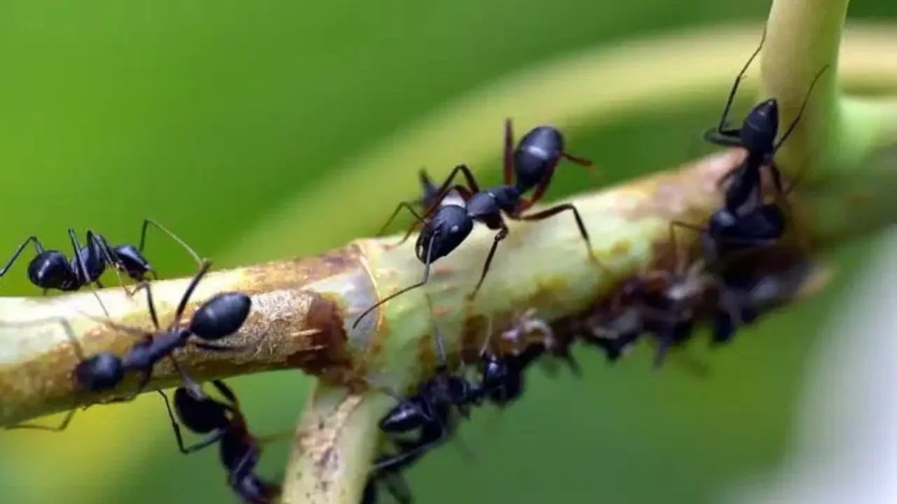 El exterminio de insectos a causa de los ‘agroquímicos’ amenaza la salud del planeta
