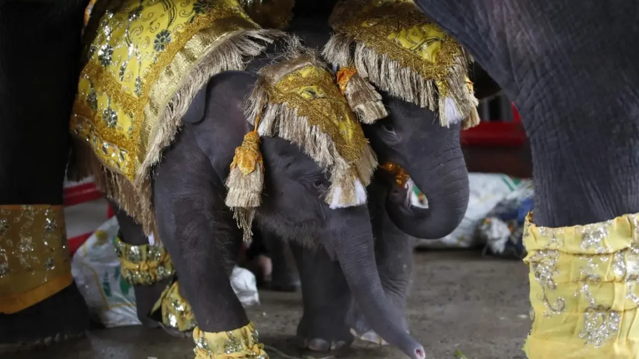 Dos elefantes gemelos especiales por nacer con distinto sexo son ‘bautizados’ en Tailandia
