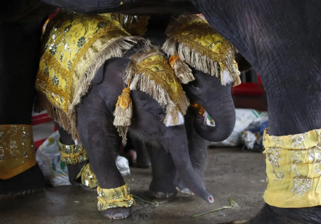 Dos elefantes gemelos especiales por nacer con distinto sexo son ‘bautizados’ en Tailandia
