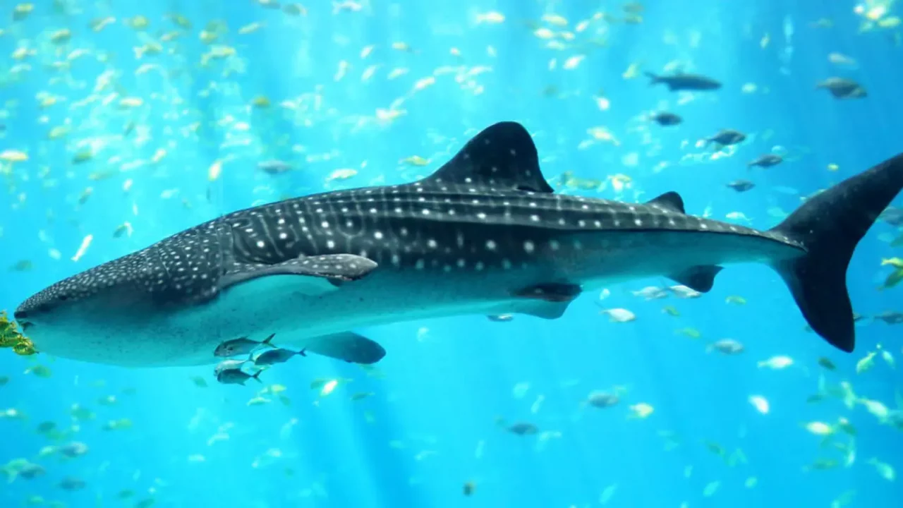 Calentamiento del océano incrementa amenazas para tiburones ballena por colisiones con barcos