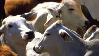 USDA-casos gusano barrenador