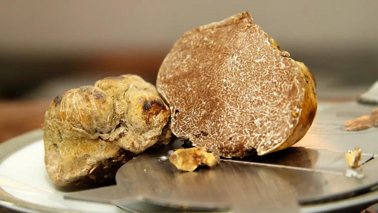 La trufa blanca, el ‘oro’ de Italia, amenazada por los estragos del cambio climático