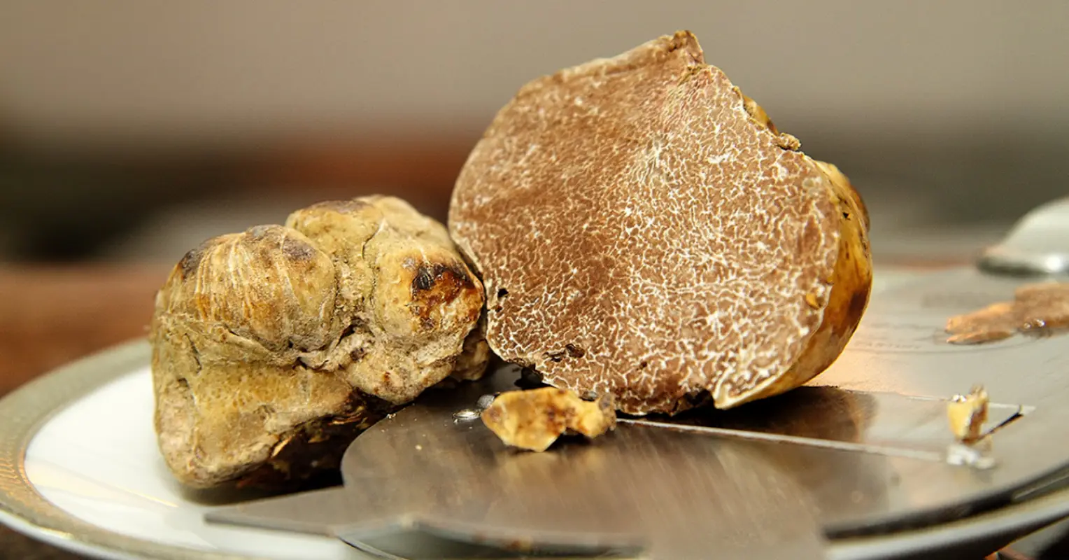 La trufa blanca, el ‘oro’ de Italia, amenazada por los estragos del cambio climático