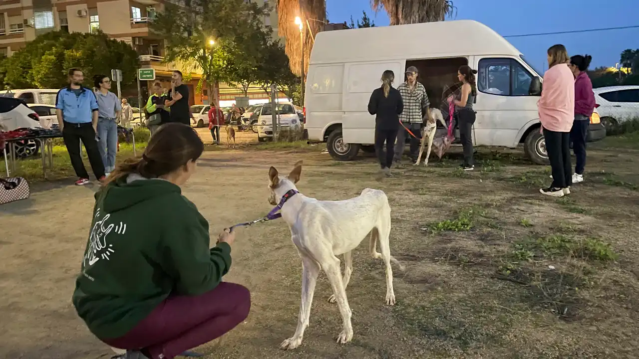 Clínica veterinaria improvisada cuida a mascotas afectadas por lodo contaminado tras inundaciones en España