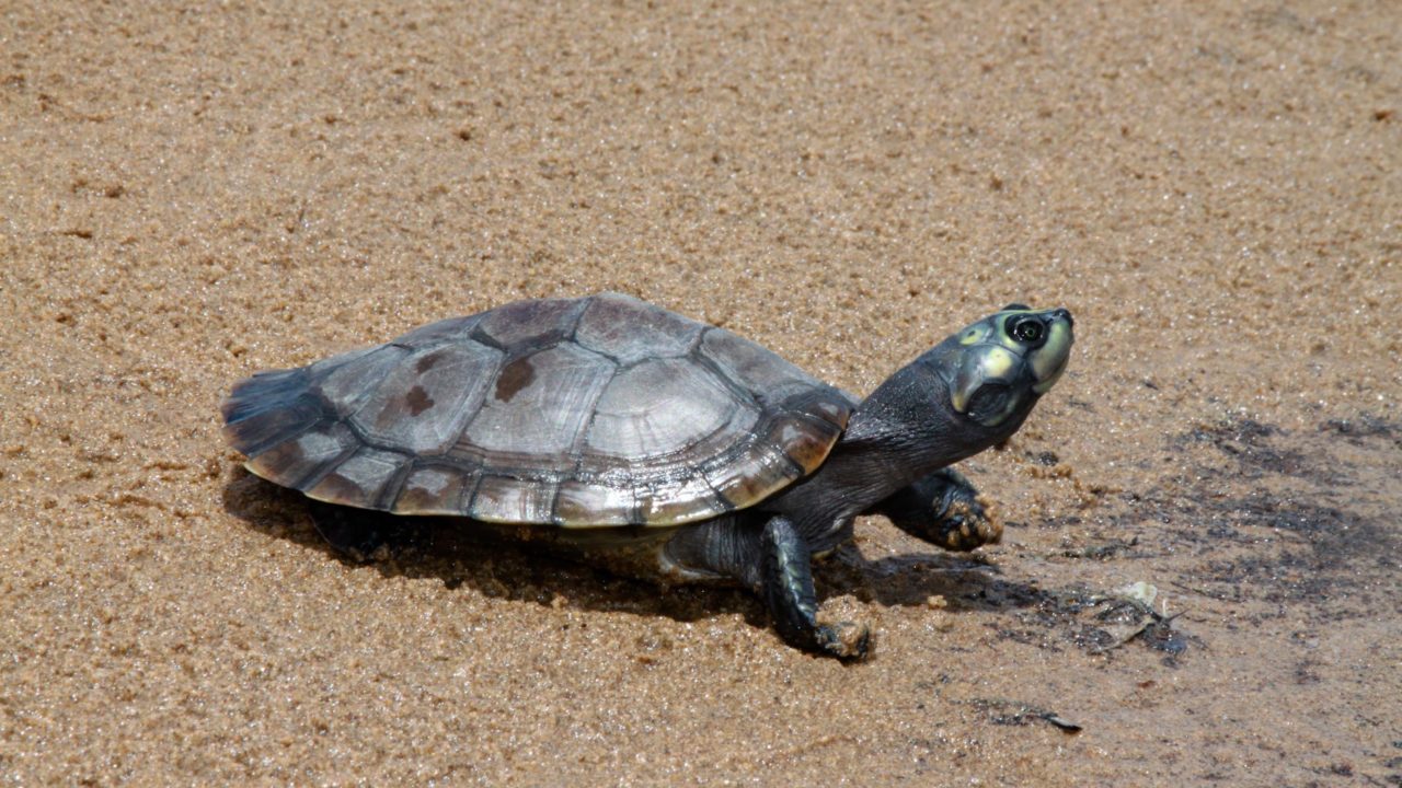 Los cambios climáticos reducen a la mitad los nacimientos de tortugas en la Amazonía