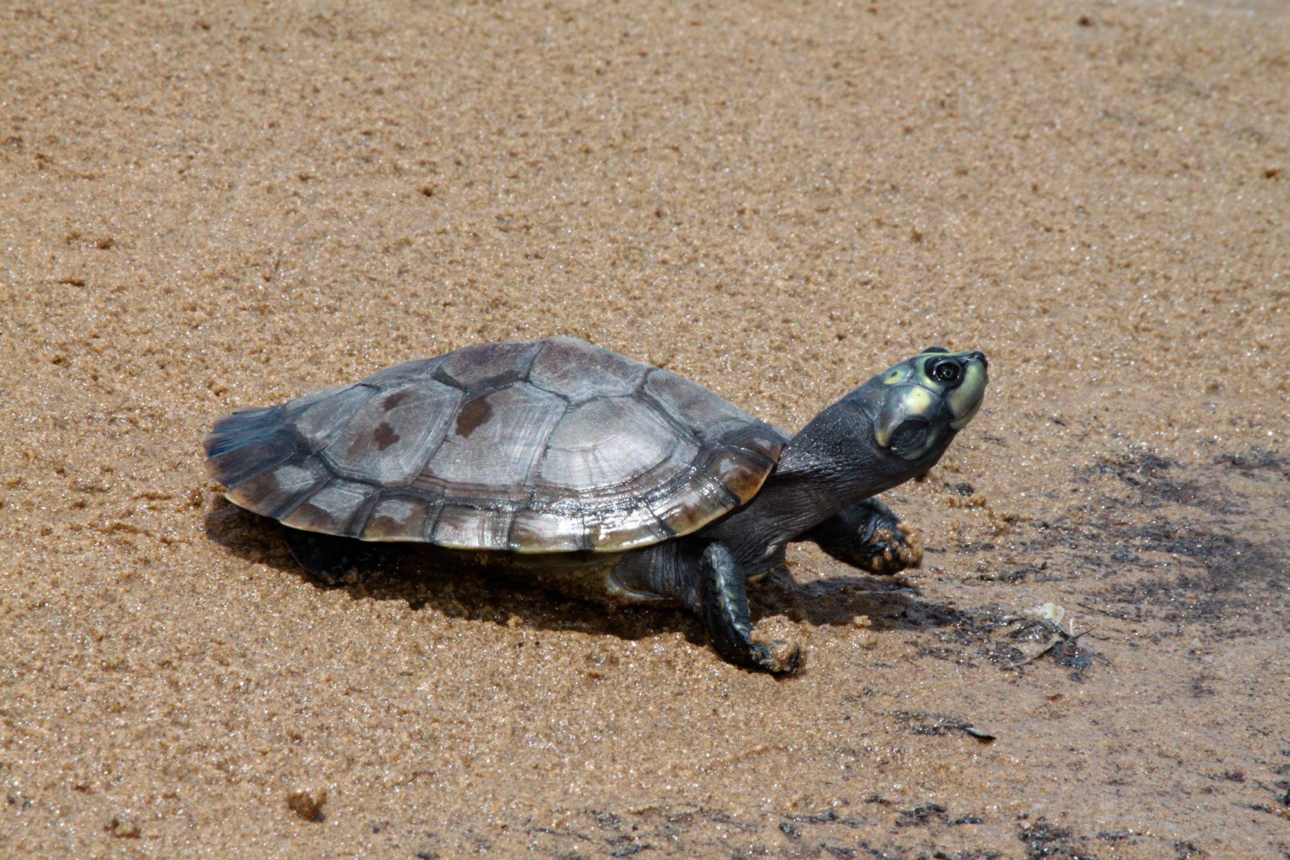 Los cambios climáticos reducen a la mitad los nacimientos de tortugas en la Amazonía
