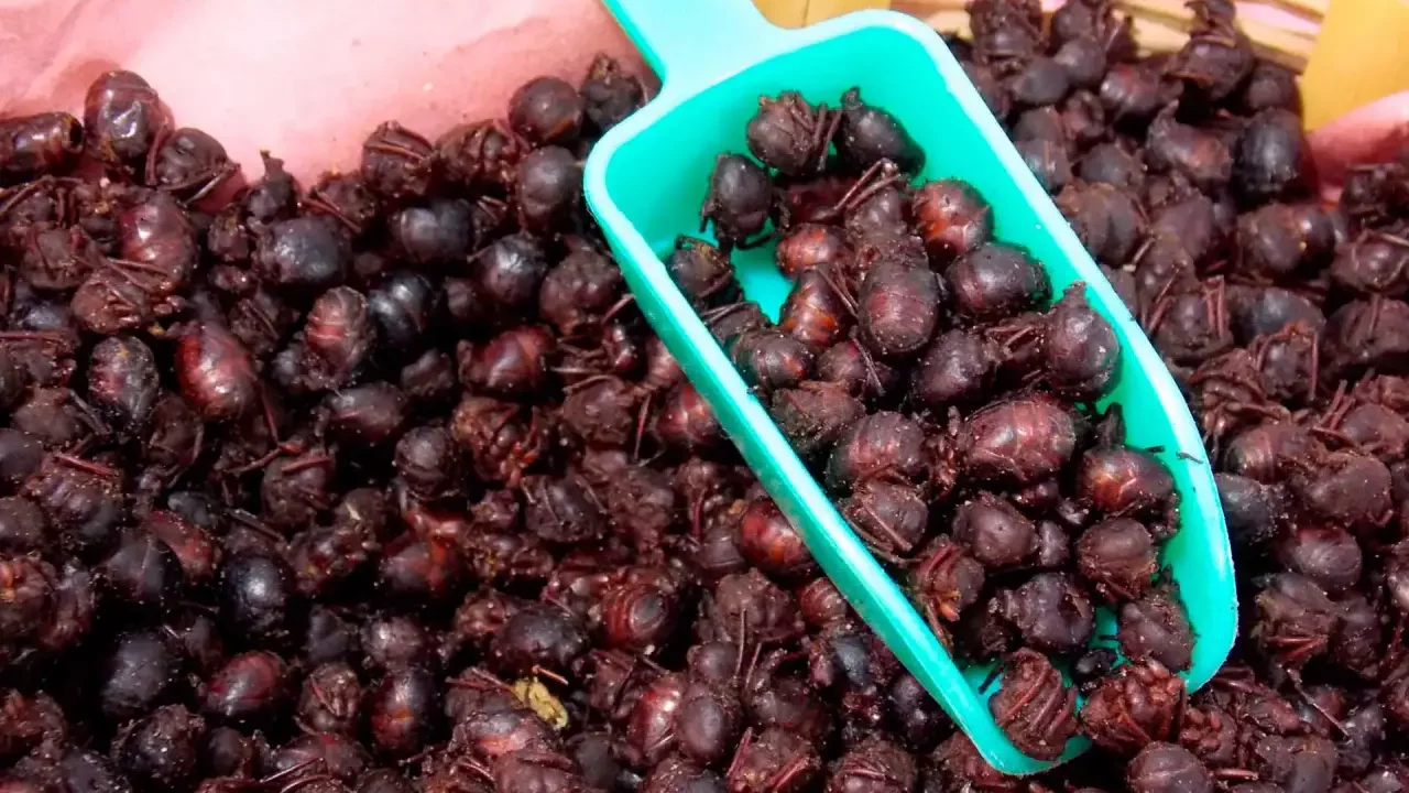 La hormiga chicatana se convierte en un producto gourmet debido a su alto contenido de proteínas